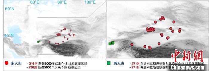 图为该项目所获取天山东西部古人群的线粒体与核基因组分布图。　乐投网页版 供图