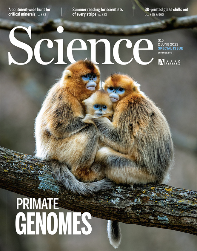 Science封面文章:乐投网页版金丝猴研究团队首次系统揭示灵长类社会演化之谜_fororder_《自然》封面.JPG