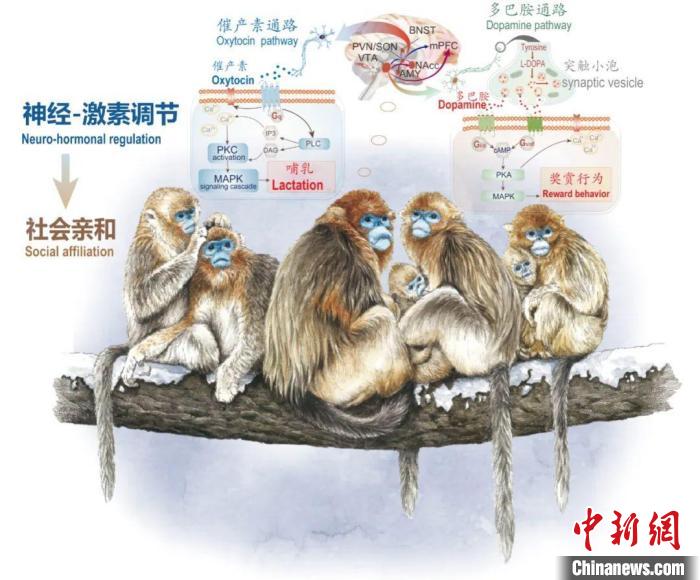 神经-激素调节的适应性变化增强社会亲和力。　乐投网页版供图