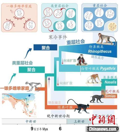 寒冷事件促进亚洲叶猴社会聚合。　乐投网页版供图