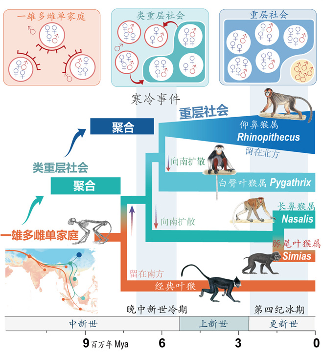 Science封面文章:乐投网页版金丝猴研究团队首次系统揭示灵长类社会演化之谜_fororder_寒冷事件促进亚洲叶猴社会聚合(供图 齐晓光 赵兰 武进伟)